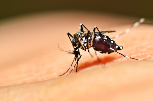 Le virus se transmet à l’homme par la piqûre des femelles infectées de moustiques, principalement de l’espèce Aedes aegypti, mais aussi dans une moindre mesure d’ Aedes albopictus /crédit depositphoto