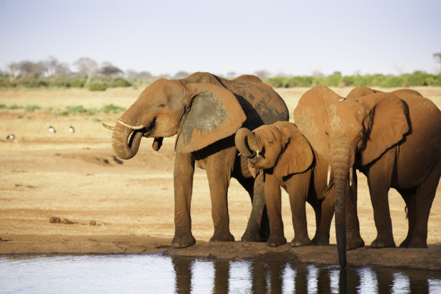 Depuis notre création, plus de 420 000 voyageurs (italiens, espagnols, français, belges, suisses, canadiens ) ont découvert l’Afrique sud-saharienne. /crédit deposit-photo