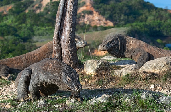 Surtourisme : l'Île de Komodo va mener une étude en vue d'une fermeture temporaire - Crédit photo : Depositphotos @SURZet