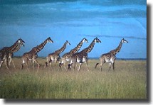 Kenya : 831 959 visiteurs en 2005