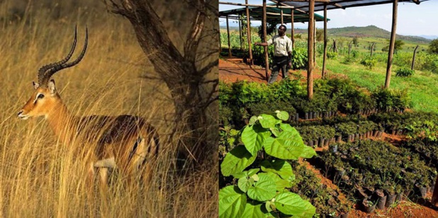 Tanzanie : Voyamar lance un produit 