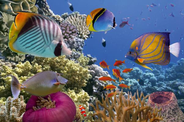 La station balnéaire de Sharm-El-Sheikh est très appréciée des plongeurs et bénéficie d’un panel exceptionnel de poissons exotiques : poissons-clowns, raies, tortues ou dauphins - DR : FTI Voyages