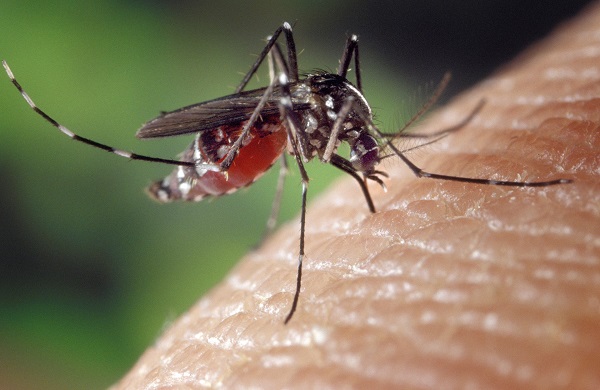 Thaïlande : recrudescence des cas de dengue - Crédit photo : Pixabay, Image parWelcome to all and thank