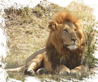 African Safari Club : hausse de 43,6% du volume d'affaires
