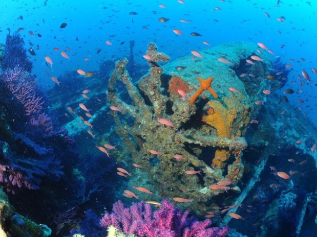 Légende : Les fonds marins autour de l’île de Porquerolles – crédit photo : Mio Palmo Plongée