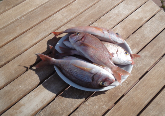 Une jolie pêche sortie tout droit de la camionnette - Photo DR