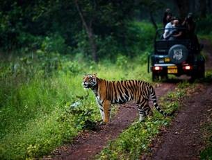 Madhya Pradesh représente près de 20% de la population de tigres de l’Inde - DR