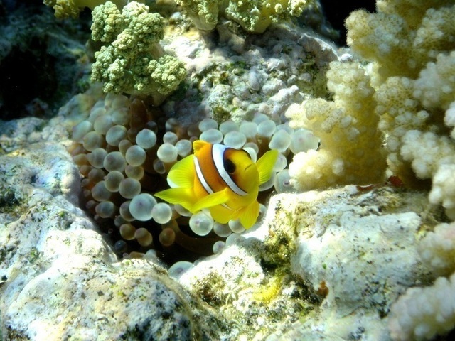 La plongée sous-marine est un produit qui effraye souvent les vendeurs, mais qui n’est pas si difficile à proposer - Photo-libre.fr La plongée sous-marine est un produit qui effraye souvent les vendeurs, mais qui n’est pas si difficile à proposer - Photo-libre.fr
