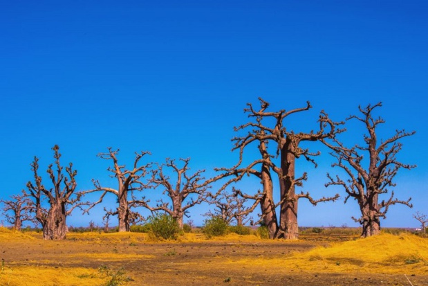 Le visa pourrait (re)devenir obligatoire au Sénégal - DR Le visa pourrait (re)devenir obligatoire au Sénégal - DR