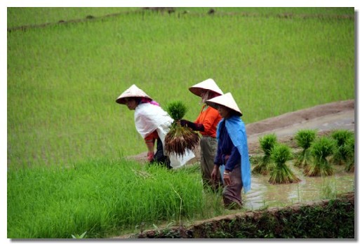 le delta du Mékong, granier à riz du Vietnam