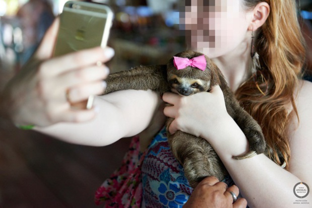 Sensibiliser les voyageurs à l'impact des selfies avec les animaux - DR Sensibiliser les voyageurs à l'impact des selfies avec les animaux - DR