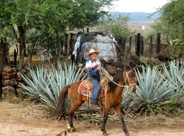 Un cultivateur d'agave bleu dans la région de Tequila-DR LAC Un cultivateur d'agave bleu dans la région de Tequila-DR LAC