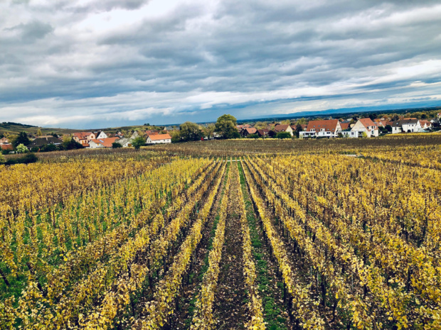 Vue imprenable sur les vignes et dégustation des meilleurs crus alsaciens dans la cave Bott /crédit photo JDL