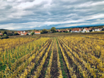 Vue imprenable sur les vignes - JDL