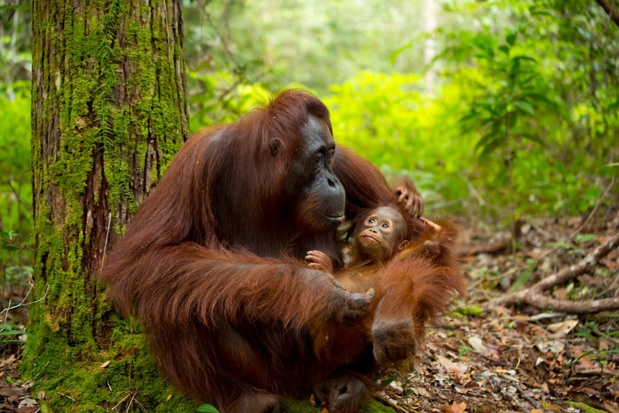 Malaysia - Borneo - Une mère Orang-outan et son bébé - Photo Exo Travel