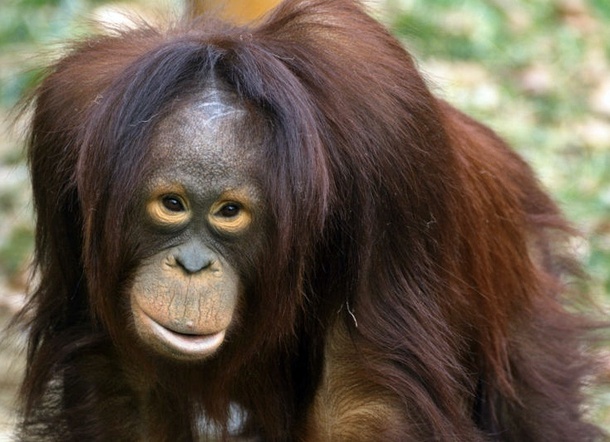 Les îles de Bornéo et Sumatra possèdent une grande population d'orangs-outans - Wikimedia Commons