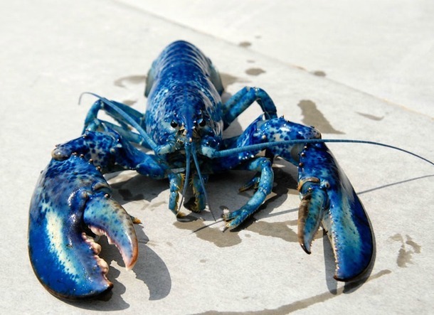 Au Nouveau-Brunswick, on peut manger du homard matin, midi et soir. Le crustacé étant vendu quatre fois moins cher qu'en France. DR Au Nouveau-Brunswick, on peut manger du homard matin, midi et soir. Le crustacé étant vendu quatre fois moins cher qu'en France. DR