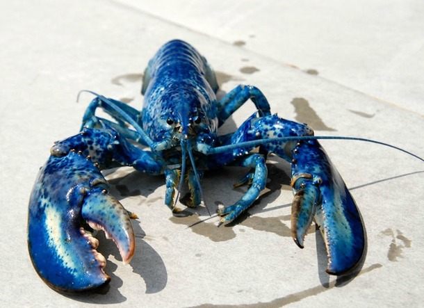 Au Nouveau-Brunswick, on peut manger du homard matin, midi et soir. Le crustacé étant vendu quatre fois moins cher qu'en France. DR