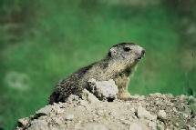 Parc du Mercantour : suivez le guide... numérique !