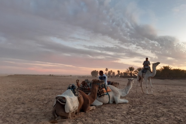 A Douz, la journée se termine. Les derniers touristes sont partis. Les chameliers vont rentrer chez eux. Ici, sur l'esplanade de Ahmed, le patron de Pegase Tunisie, point de départ des amateurs de balades à dos de chameau ou de location de quads. A proximité du futur "The Residence Douz" encore en chantier - DR : M.S.