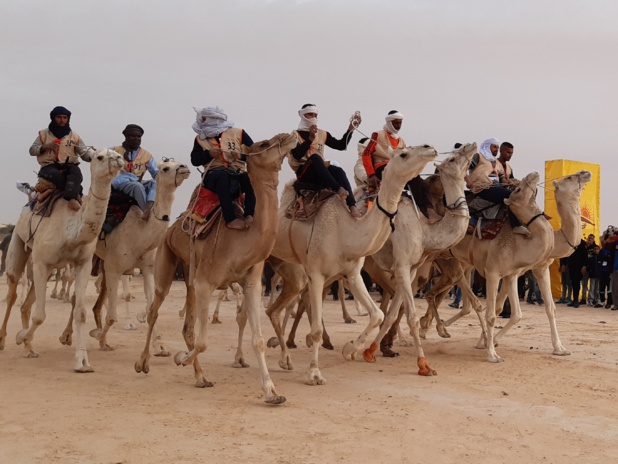 Top départ pour l'une des courses de chameaux. Ils ne se feront aucun cadeau - DR : M.S. Top départ pour l'une des courses de chameaux. Ils ne se feront aucun cadeau - DR : M.S.