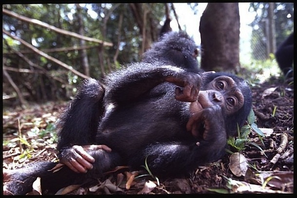La Sierra Leone possède l'une des plus importantes populations de chimpanzés d'Afrique de l'Ouest. On peut les admirer dans le sanctuaire de Tacugama. DR La Sierra Leone possède l'une des plus importantes populations de chimpanzés d'Afrique de l'Ouest. On peut les admirer dans le sanctuaire de Tacugama. DR
