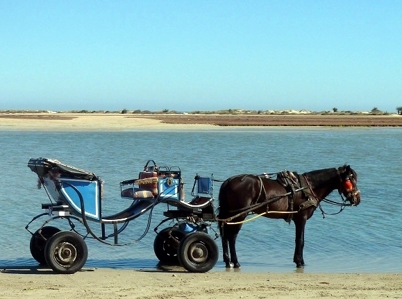 Car si Djerba est une destination qui a un nom, si elle a longtemps fait figure d'enfant gâtée du tourisme tunisien, force est de constater que son secteur touristique est en pleine régression./photo MS