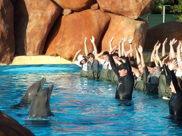 Telligo offre la possibilité aux jeunes de caresser et nager avec les dauphins - Photo DR Telligo offre la possibilité aux jeunes de caresser et nager avec les dauphins - Photo DR
