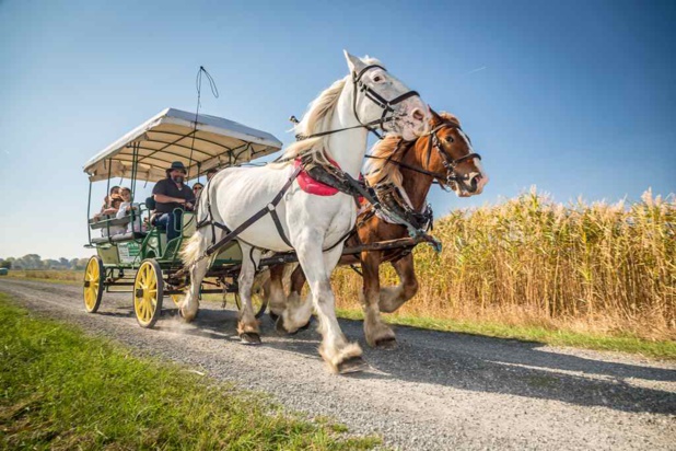 Visite commentée®Stephane-Grossin Visite commentée®Stephane-Grossin