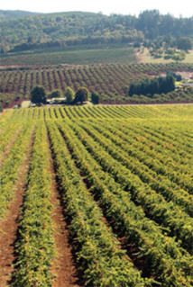 Willamette Valley, Oregon ; Crédit photo : Brand USA
