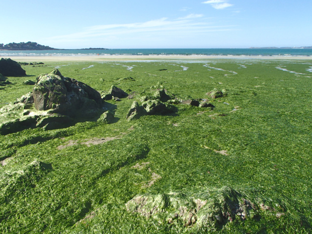 C’est en Finistère que se trouve le plus grand champ d’algues du monde... /crédit DepositPhoto