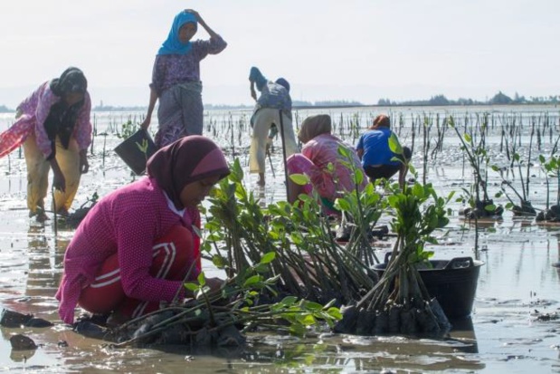 Replantation des mangroves avec l’association Yagasu, en Indonésie - Photo DR