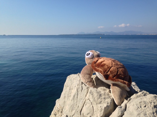 La tortue Eden - crédit photo : Hôtel du Cap - Eden Roc