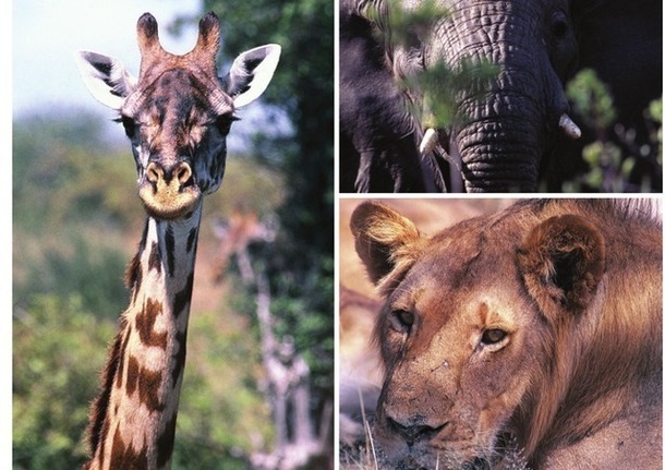 La Tanzanie est l'un des plus beaux pays d'Afrique pour aller à la rencontre des Big Five. DR La Tanzanie est l'un des plus beaux pays d'Afrique pour aller à la rencontre des Big Five. DR