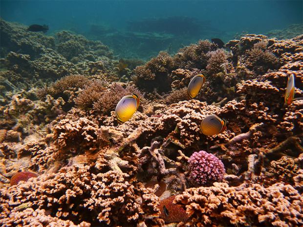 DR : Office de tourisme île Maurice