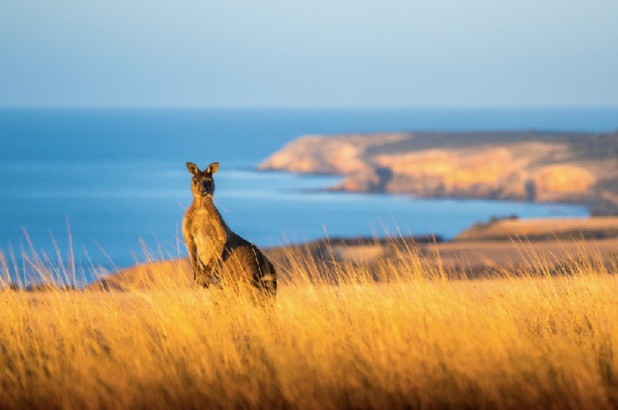 Kangaroo Island, Australie du Sud Kangaroo Island, Australie du Sud