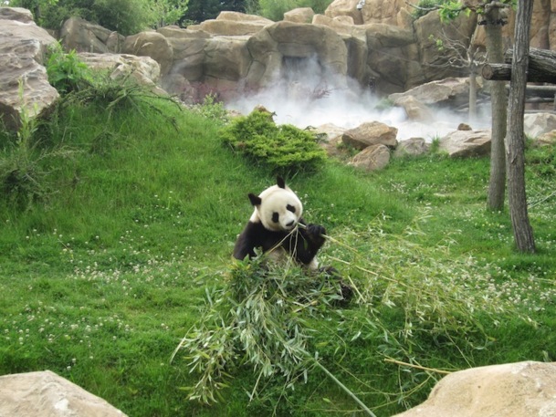 Les pandas du zoo de Beauval proviennent de la région de Chengdu, qui abrite la majorité de la population mondiale. DR - LAC