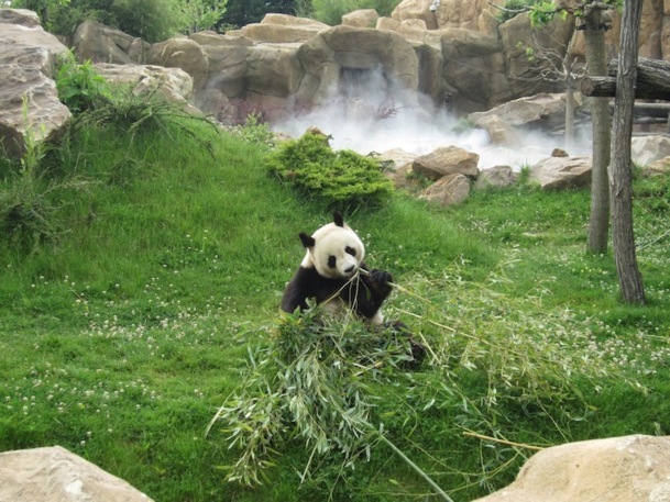 Les pandas du zoo de Beauval proviennent de la région de Chengdu, qui abrite la majorité de la population mondiale. DR - LAC Les pandas du zoo de Beauval proviennent de la région de Chengdu, qui abrite la majorité de la population mondiale. DR - LAC