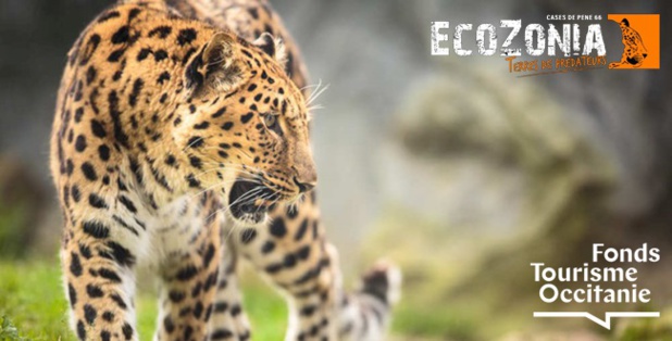 EcoZonia Terre de Prédateurs sera situé dans les Pyrénées Orientales, à Cases-de-Pênes (66) sur une surface de 26 hectares - DR EcoZonia Terre de Prédateurs sera situé dans les Pyrénées Orientales, à Cases-de-Pênes (66) sur une surface de 26 hectares - DR