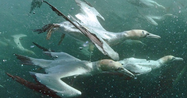 Des oiseaux qui plongent à toute allure pour manger des sardines ! - DR Des oiseaux qui plongent à toute allure pour manger des sardines ! - DR