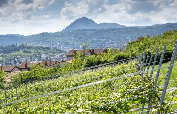 Le vignoble côtes d’Auvergne est le seul en France à être situé sur un sol volcanique. Pierre Soissons / Fédération Viticole du Puy-de-Dôme (D.R.) Le vignoble côtes d’Auvergne est le seul en France à être situé sur un sol volcanique. Pierre Soissons / Fédération Viticole du Puy-de-Dôme (D.R.)