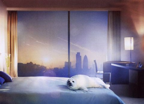 Le phoque, un peu surpris, mais bien à l'aise... Le phoque, un peu surpris, mais bien à l'aise...