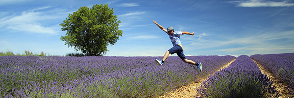 DR Dan Curko/ Champs de lavandes en Provence intérieure