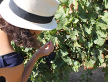 Copyright @ Beyond The Wine