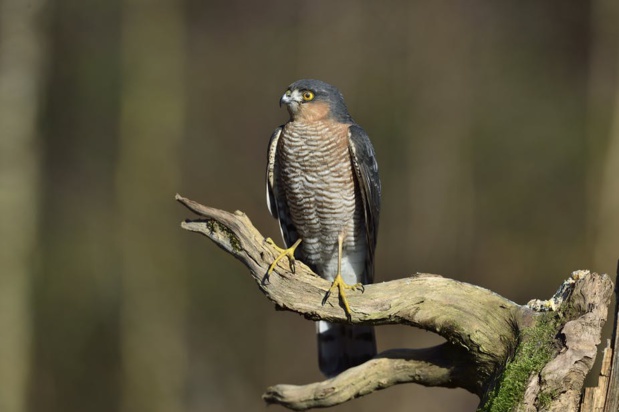 Eh oui, on peut trouver l’épervier d’Europe au parc Montsouris ! F.Girardin, CC BY-NC-ND Eh oui, on peut trouver l’épervier d’Europe au parc Montsouris ! F.Girardin, CC BY-NC-ND