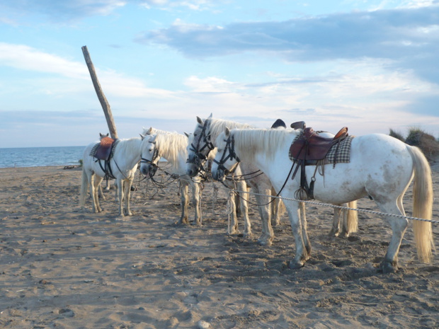 Les chevaux blancs de Camargue - DR : Raynaud M - CRT PACA