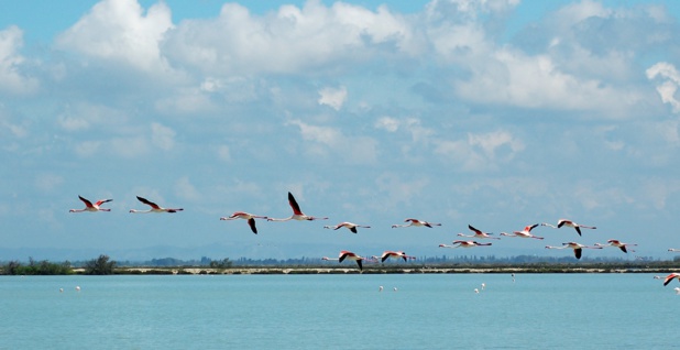 Vols de flamants roses en Camargue - DR : Y. LeMagadure, CRT PACA