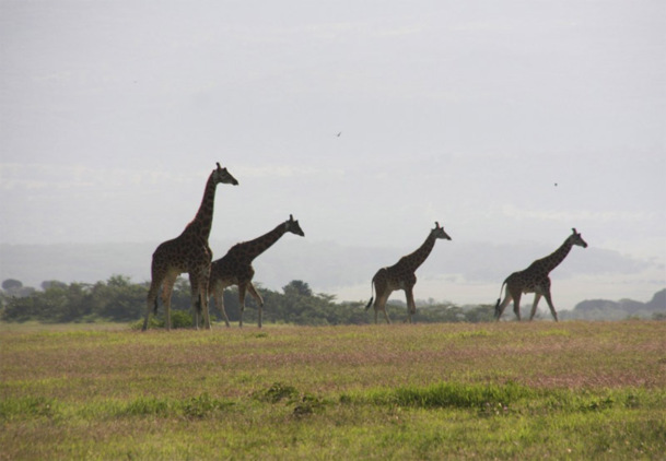 Les safaris se déroulent normalement au Kenya, les émeutes sont localisées uniquement au centre de Mombasa - Photo JdL