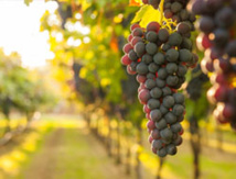 Vignoble Sud de la France / Lukasz Szwaj Vignoble Sud de la France / Lukasz Szwaj