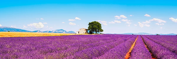 Image utilisée sous licence de Shutterstock.com / Provence